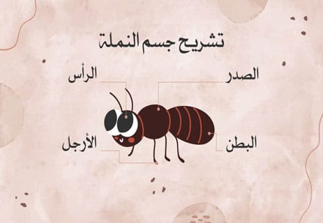 عالم النمل: أسرار المستعمرات والحياة الخفية تحت الأرض 10 معلومات عن النمل