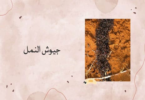 عالم النمل: أسرار المستعمرات والحياة الخفية تحت الأرض 16 حروب النمل