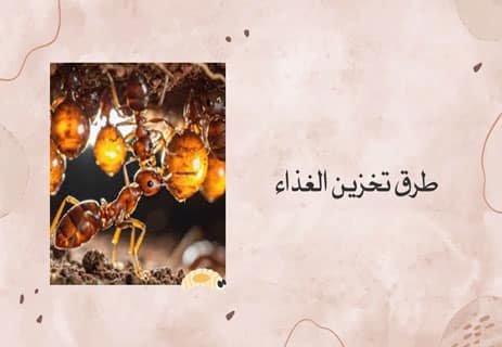 عالم النمل: أسرار المستعمرات والحياة الخفية تحت الأرض 14 عالم النمل