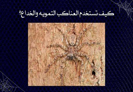 معلومات عن العنكبوت: فن البقاء في عالم من الخيوط والظلال 16 معلومات عن العنكبوت