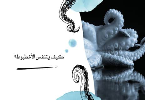 معلومات عن الأخطبوط: أذكى الكائنات في أعماق المحيط 16 الأخطبوط في البحر