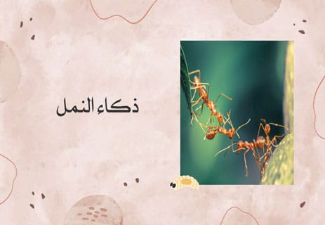 عالم النمل: أسرار المستعمرات والحياة الخفية تحت الأرض 13 حقائق مدهشة عن عالم النمل