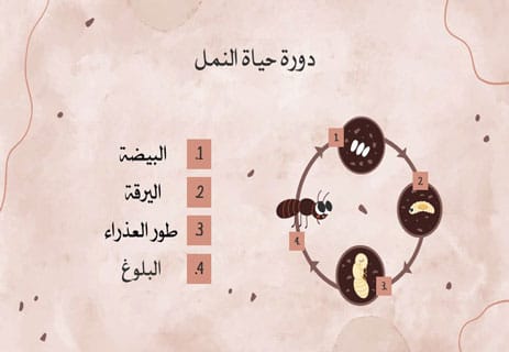 عالم النمل: أسرار المستعمرات والحياة الخفية تحت الأرض 11 عالم النمل