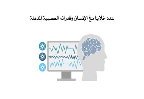 معلومات عن مخ الإنسان ستغير نظرتك إلى العقل البشري 10 الجهاز العصبيالنخاع الشوكي
