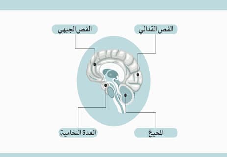 معلومات عن مخ الإنسان ستغير نظرتك إلى العقل البشري 11 تركيب مخ الإنسان وأسرار تكوينه المعقد