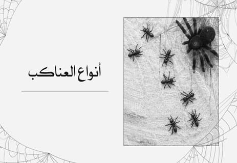 معلومات عن العنكبوت: فن البقاء في عالم من الخيوط والظلال 14 أنواع العناكب
