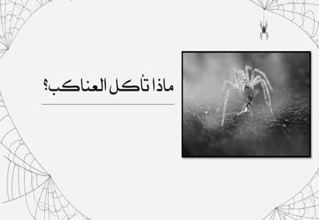 معلومات عن العنكبوت: فن البقاء في عالم من الخيوط والظلال 15 ماذا يأكل العنكبوت