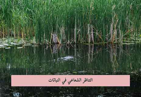 التناظر في الكائنات الحية: الجوهر الخفي والجمال الظاهر 16 التناظر في الكائنات الحية