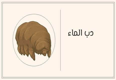 دب الماء: كائن لا يعرف الموت 14 أين يعيش دب الماء