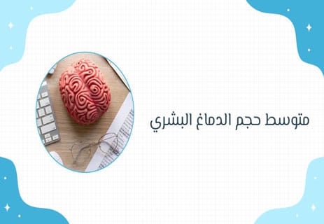 تطور الدماغ البشري