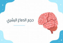 حجم الدماغ البشري
