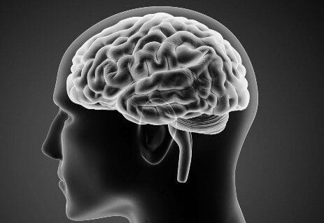 You are currently viewing هل هناك علاقة بين حجم الدماغ البشري والذكاء؟