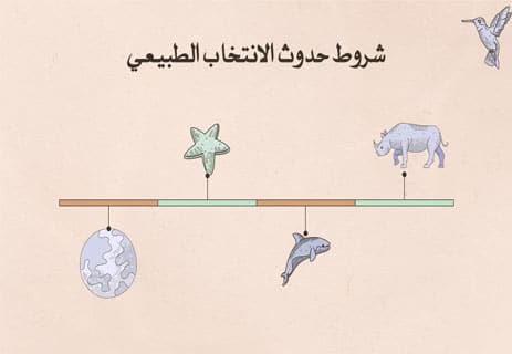 الانتخاب الطبيعي: كيف يحدث التطور وأسرار تكيف الكائنات الحية 10 آليات التطور