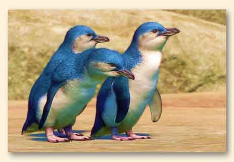 أنواع طيور البطريق