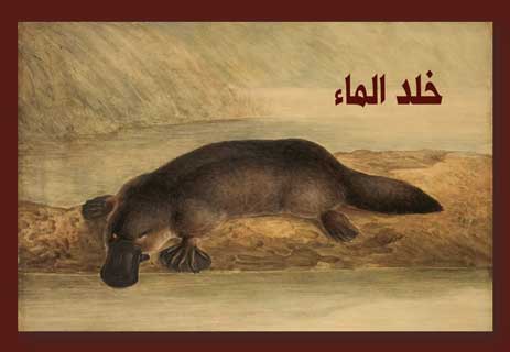 You are currently viewing خلد الماء: الحيوان الذي خرج من الأساطير القديمة