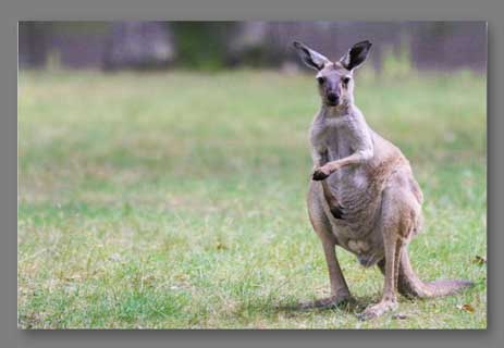 حيوانات توجد في أستراليا