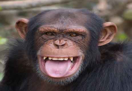 القردة العليا: الشمبانزي