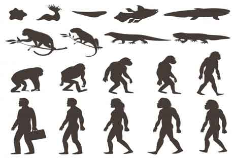 شرح نظرية التطور