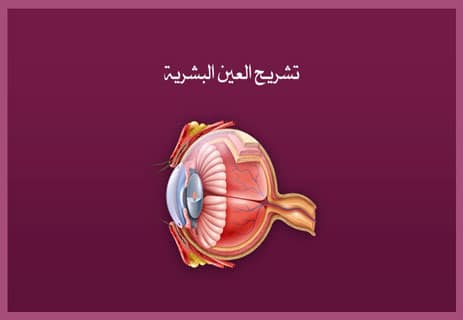 حاسة الإبصار: حقائق علمية مذهلة عن العين البشرية 10 أهمية حاسة الإبصار عند الإنسان