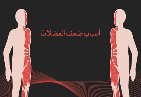 عضلات جسم الإنسان: أسرار القوة والحركة داخل الجسد 13 الجهاز العضلي في جسم الإنسان