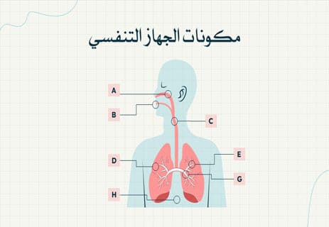 وظيفة الرئتين في جسم الإنسان: أسرار التنفس وتبادل الغازات 10 تشريح الجهاز التنفسي
