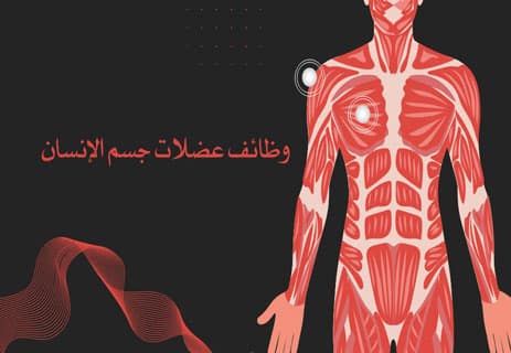 عضلات جسم الإنسان: أسرار القوة والحركة داخل الجسد 10 ما هي عضلات جسم الإنسان وما عددها وأنواعها ووظائفها الأساسية