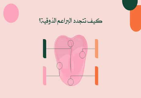 حاسة التذوق عند الإنسان: كيف يميز اللسان النكهات المختلفة؟ 13 حاسة التذوق عند الإنسان