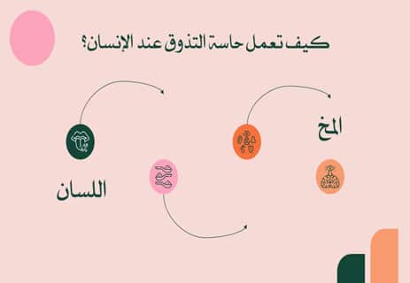 حاسة التذوق عند الإنسان: كيف يميز اللسان النكهات المختلفة؟ 10 تشريح اللسان