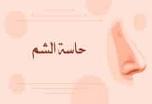 حاسة الشم عند الإنسان