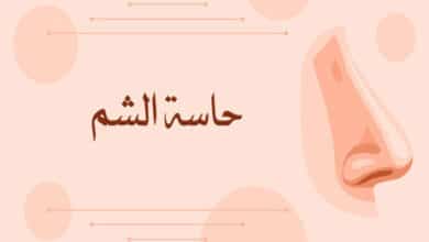 حاسة الشم عند الإنسان