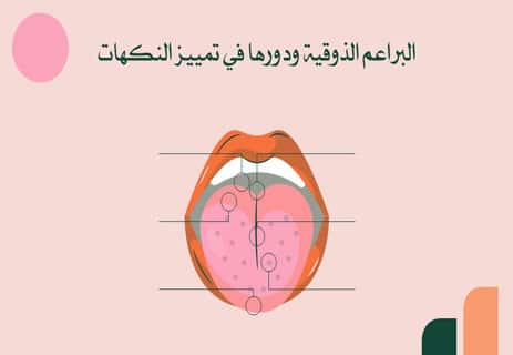 حاسة التذوق عند الإنسان: كيف يميز اللسان النكهات المختلفة؟ 11 الجهاز العصبي والتذوق