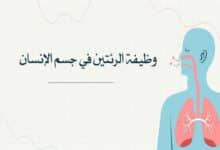 ما هي وظيفة الرئتين في جسم الإنسان؟ الجهاز التنفسي؛ ورئة الإنسان