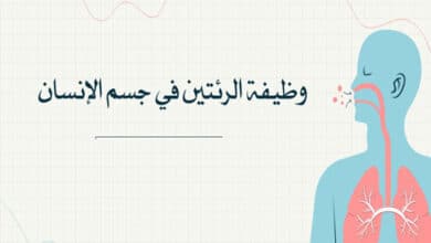 ما هي وظيفة الرئتين في جسم الإنسان؟ الجهاز التنفسي؛ ورئة الإنسان