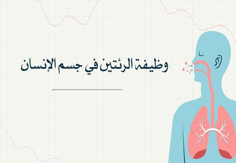 وظيفة الرئتين في جسم الإنسان: أسرار التنفس وتبادل الغازات 9 ما هي وظيفة الرئتين في جسم الإنسان؟ الجهاز التنفسي؛ ورئة الإنسان
