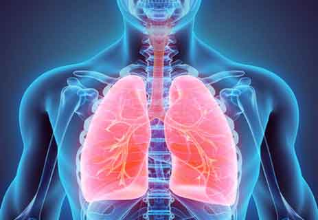 You are currently viewing ما هي وظيفة الرئتين داخل الجهاز التنفسي للإنسان؟