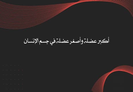 عضلات جسم الإنسان: أسرار القوة والحركة داخل الجسد 12 أكبر عضلة في جسم الإنسان