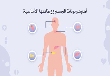 وظائف الهرمونات