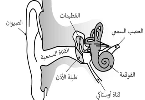 تركيب الأذن عند الإنسان