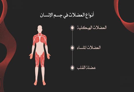 عضلات جسم الإنسان: أسرار القوة والحركة داخل الجسد 11 معلومات عن عضلات جسم الإنسان