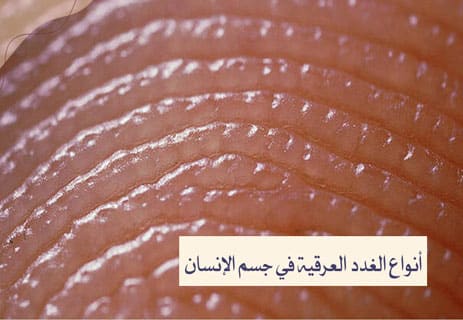 فوائد خروج العرق من الجسم: حقائق علمية لا يعرفها الكثير 11 الغدد العرقية عند الإنسان