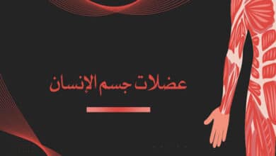 عضلات جسم الإنسان؛ الجهاز العضلي؛ أنواع العضلات