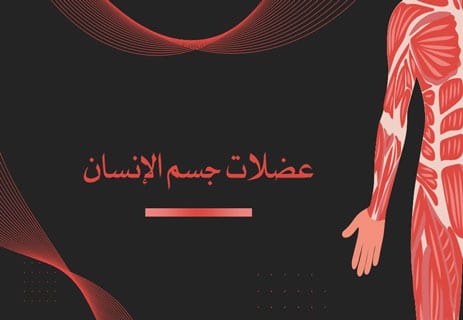 عضلات جسم الإنسان: أسرار القوة والحركة داخل الجسد 11 عضلات جسم الإنسان؛ الجهاز العضلي؛ أنواع العضلات