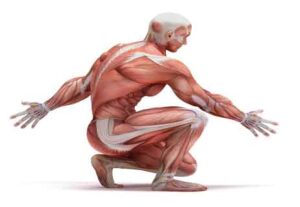 Read more about the article معلومات ممتعة عن عضلات جسم الإنسان.. اكتشف!