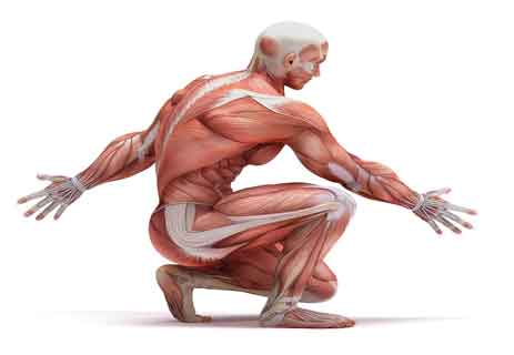 You are currently viewing معلومات ممتعة عن عضلات جسم الإنسان.. اكتشف!