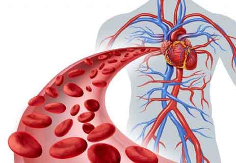 دم الإنسان؛ وظائف الدم الرئيسية؛ مكونات الدم؛