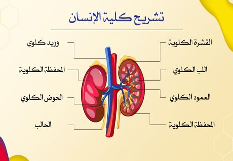 وظيفة الكلى: كيف تنقي الدم وتحمي الجسم من السموم؟ 10 تشريح الكلية