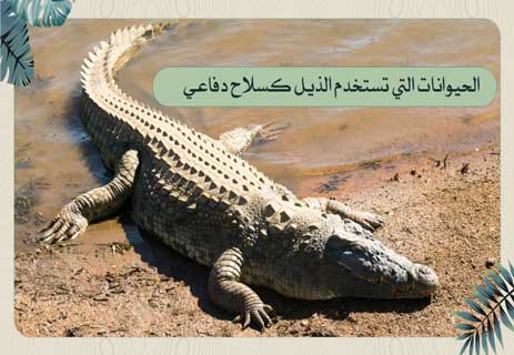 أسلحة الحيوانات: قدرات خارقة للبقاء في عالم المفترسات 14 الحيوانات التي تستخدم الذيل كسلاح دفاعي