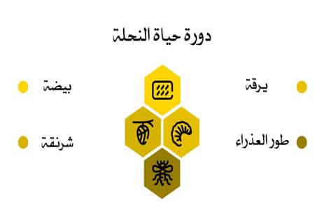 أسرار عالم النحل: المملكة الخفية التي تحفظ الحياة على الأرض 13 معلومات عن عالم النحل