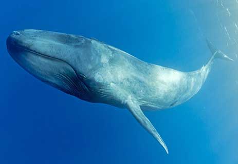 You are currently viewing الحوت الأزرق: معلومات مدهشة عن أكبر الحيوانات على سطح الأرض