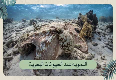 أسلحة الحيوانات: قدرات خارقة للبقاء في عالم المفترسات 13 التخفي عند الحيوانات البحرية